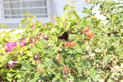 Heraclides rogeri pharnaces