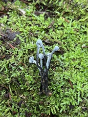 Trichoglossum