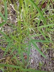 Crotalaria lanceolata