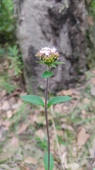 Valeriana