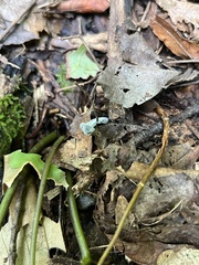 Trichoglossum