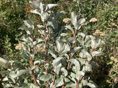 Elaeagnus commutata