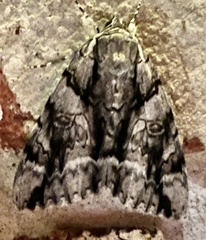 Catocala vidua