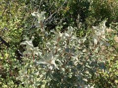 Elaeagnus commutata