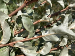 Elaeagnus commutata