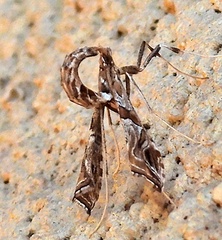 Lineodes interrupta