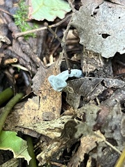 Trichoglossum