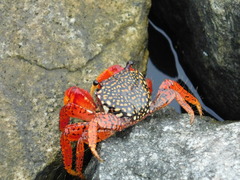 Goniopsis pulchra