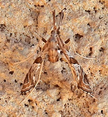 Lineodes interrupta