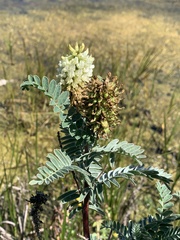 Astragalus pycnostachyus pycnostachyus