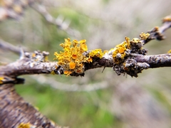 Teloschistes chrysophthalmus