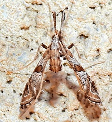 Lineodes interrupta