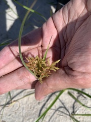 Cyperus esculentus leptostachyus
