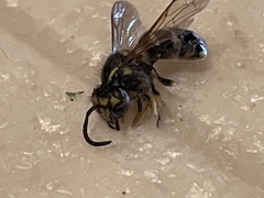 Vespula flavopilosa