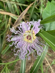 Passiflora incarnata