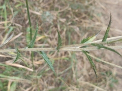 Carlina biebersteinii