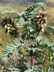 Astragalus pycnostachyus pycnostachyus