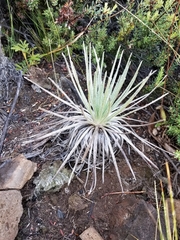 Argyroxiphium kauense