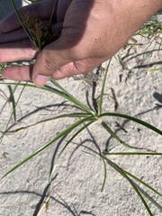 Cyperus esculentus leptostachyus