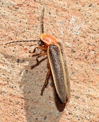 Photinus concisus