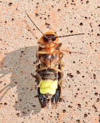 Photinus concisus