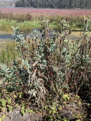 Astragalus pycnostachyus pycnostachyus