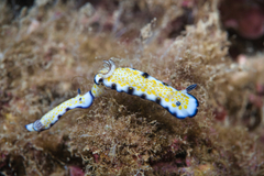 Hypselodoris imperialis