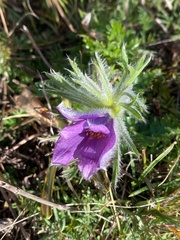 Pulsatilla