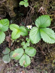 Fragaria