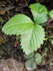 Fragaria