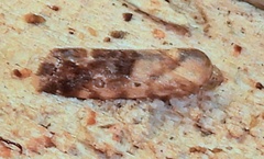 Ponometia libedis