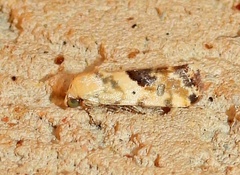 Ponometia libedis