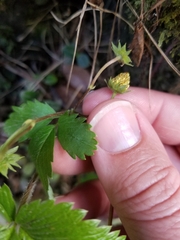 Fragaria