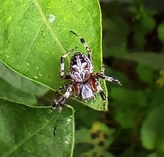 Neoscona domiciliorum