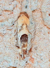 Ponometia libedis