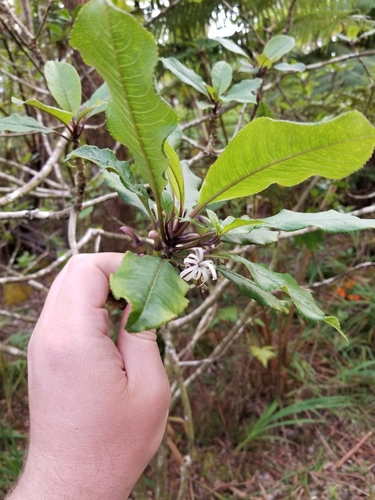 Image of Clermontia parviflora by (c) kweitemier, some rights reserved (CC BY-SA)