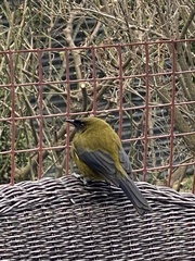 Anthornis melanura melanura