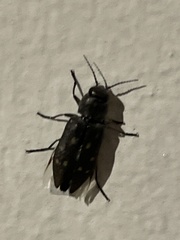 Melanophila consputa