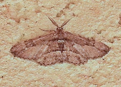 Geometridae