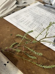 Corispermum americanum