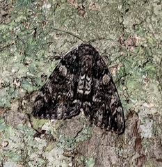 Catocala lacrymosa
