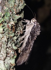 Catocala lacrymosa