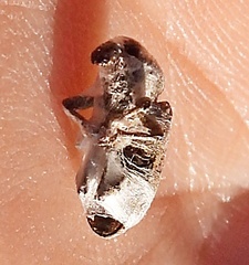 Curculionoidea