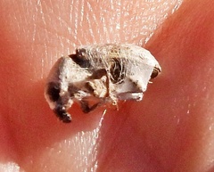 Curculionoidea