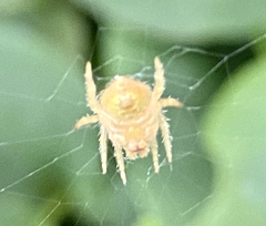 Araneidae