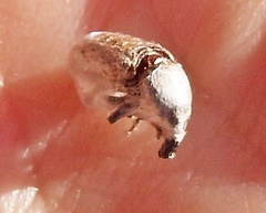 Curculionoidea