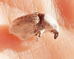 Curculionoidea