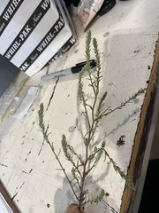 Corispermum americanum