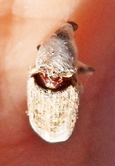 Curculionoidea