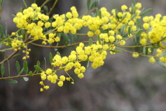 Acacia buxifolia